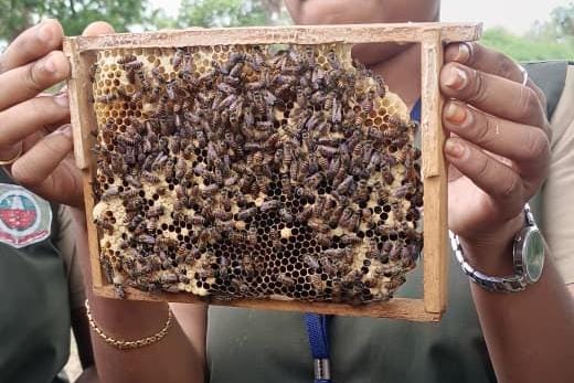 Bee Venom Therapy: Scope and Research Trends
