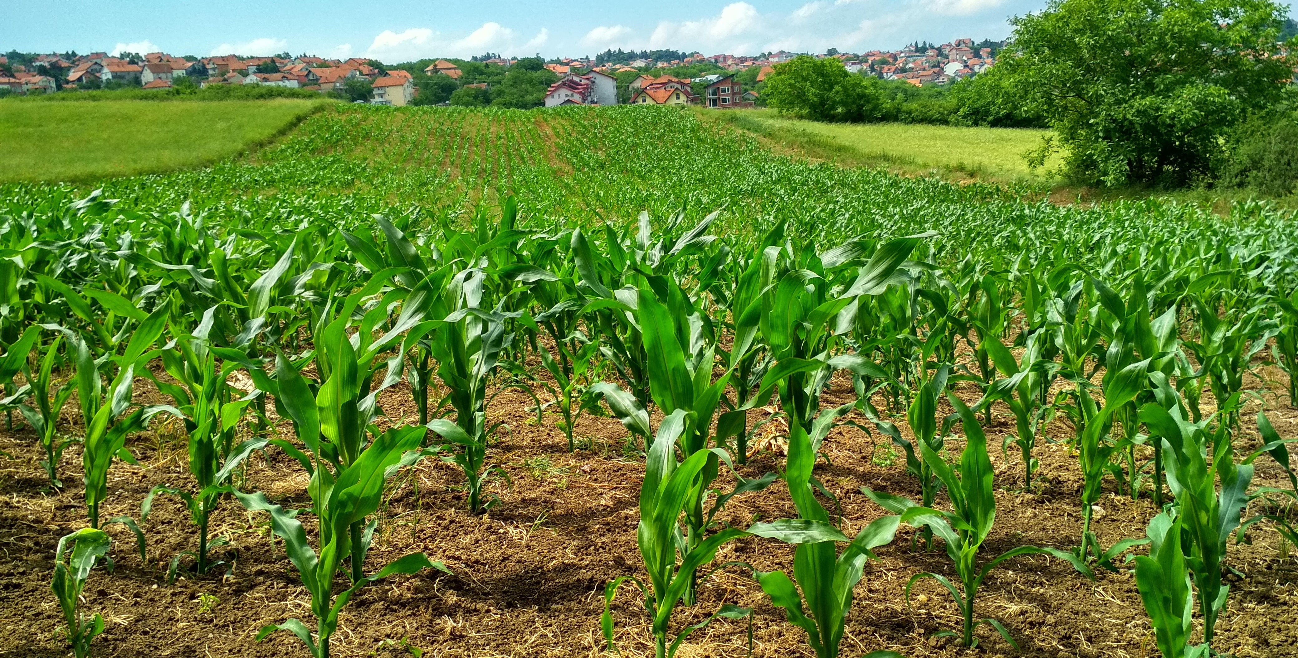 meadow agriculture